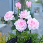 solar powered rose bloom light